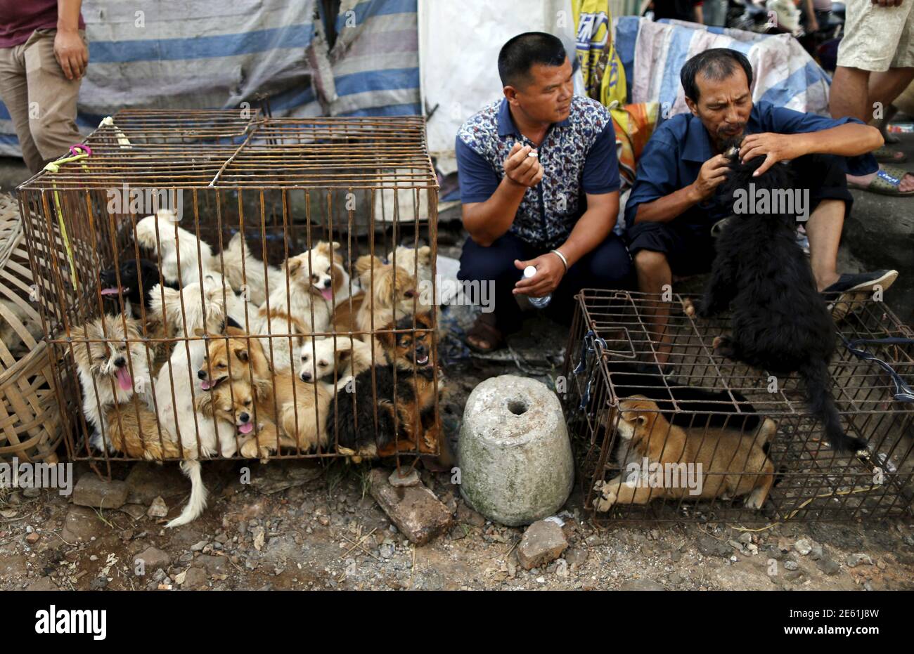 Händler warten auf Kunden, da Hunde auf dem Hundemarkt Dashichang im  Vorfeld eines lokalen Hundefleischfestivals in Yulin, Autonome Region  Guangxi, am 21. Juni 2015 in einem Käfig gehalten werden. Auf dem Markt