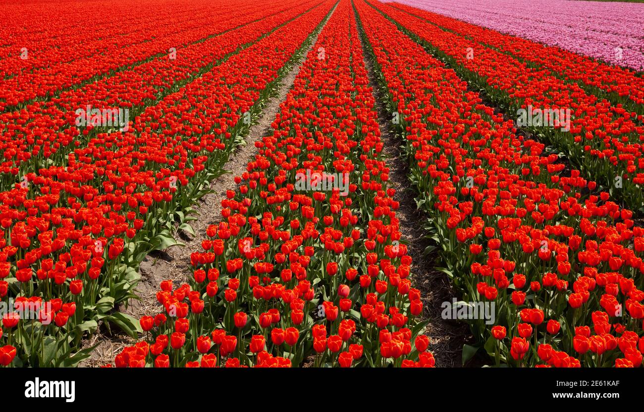 Ein Feld rot blühenden roten und rosa Tulpen in vertikaler Gerade Linien zum Horizont in der niederländischen Tulpenregion Zwischen Lisse und Hillegom Stockfoto