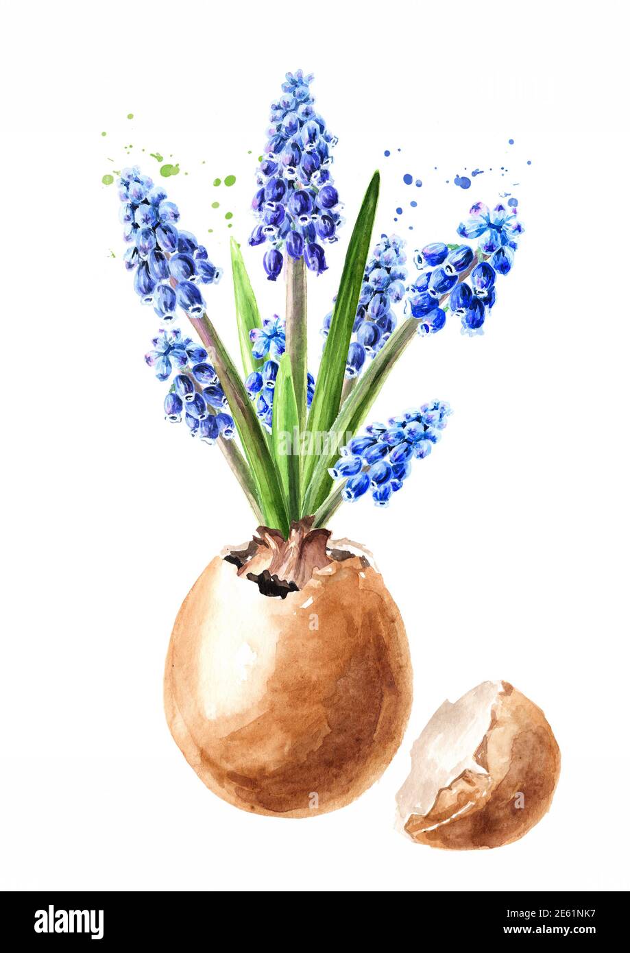 Junge Muscari Blume wächst in Eierschale. Handgezeichnete Aquarellillustration, isoliert auf weißem Hintergrund Stockfoto