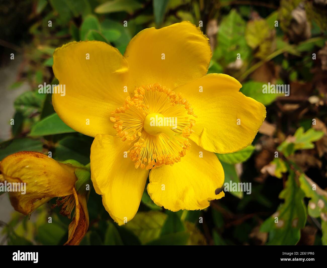 Nahaufnahme einer Johanniskraut-Blume in einem Süden Frankreich Garten Stockfoto