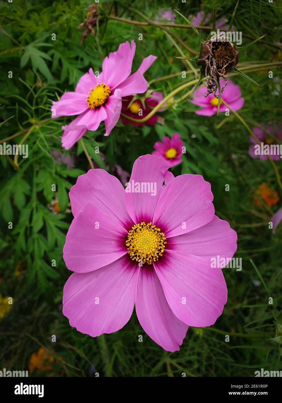 Nahaufnahme von rosafarbenen Cosmos-Blumen in voller Blüte in einem Garten Stockfoto