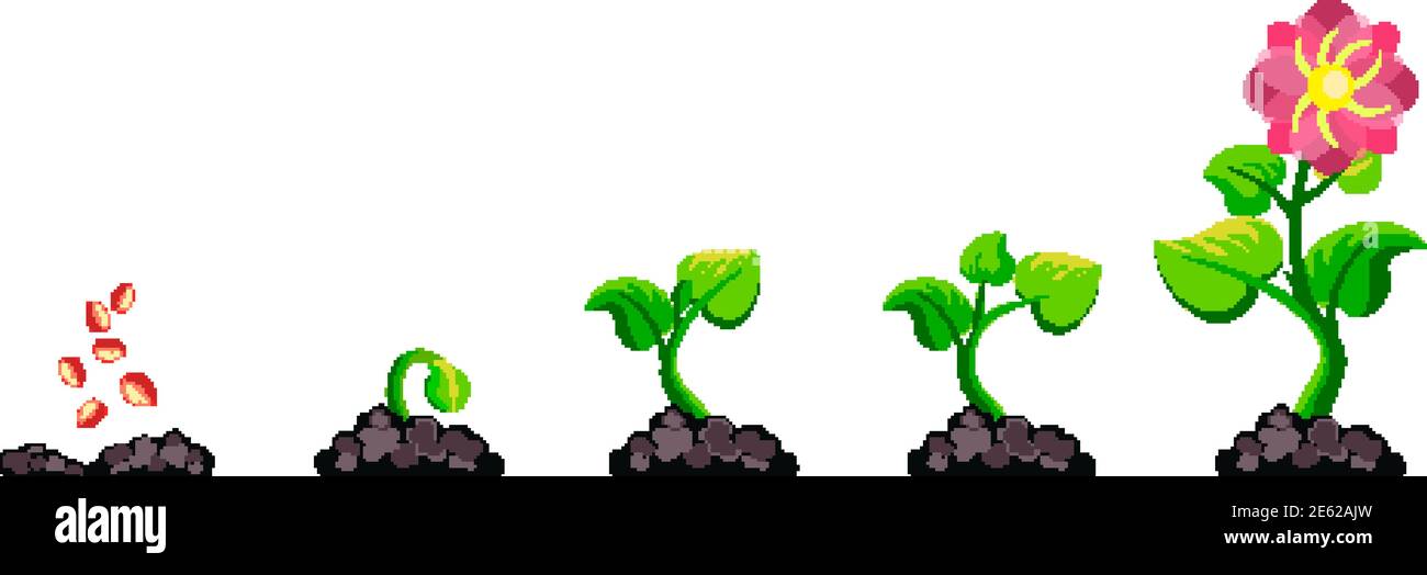 Infografik zu Phasen des Pflanzenwachstums. Prozesskultivierung sprießen im Boden. Vektorgrafik Stock Vektor