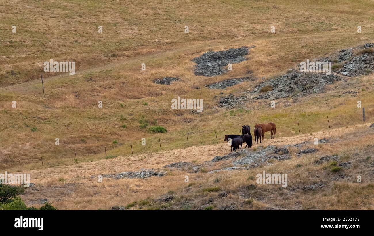 Pferde auf einem Hügel Stockfoto