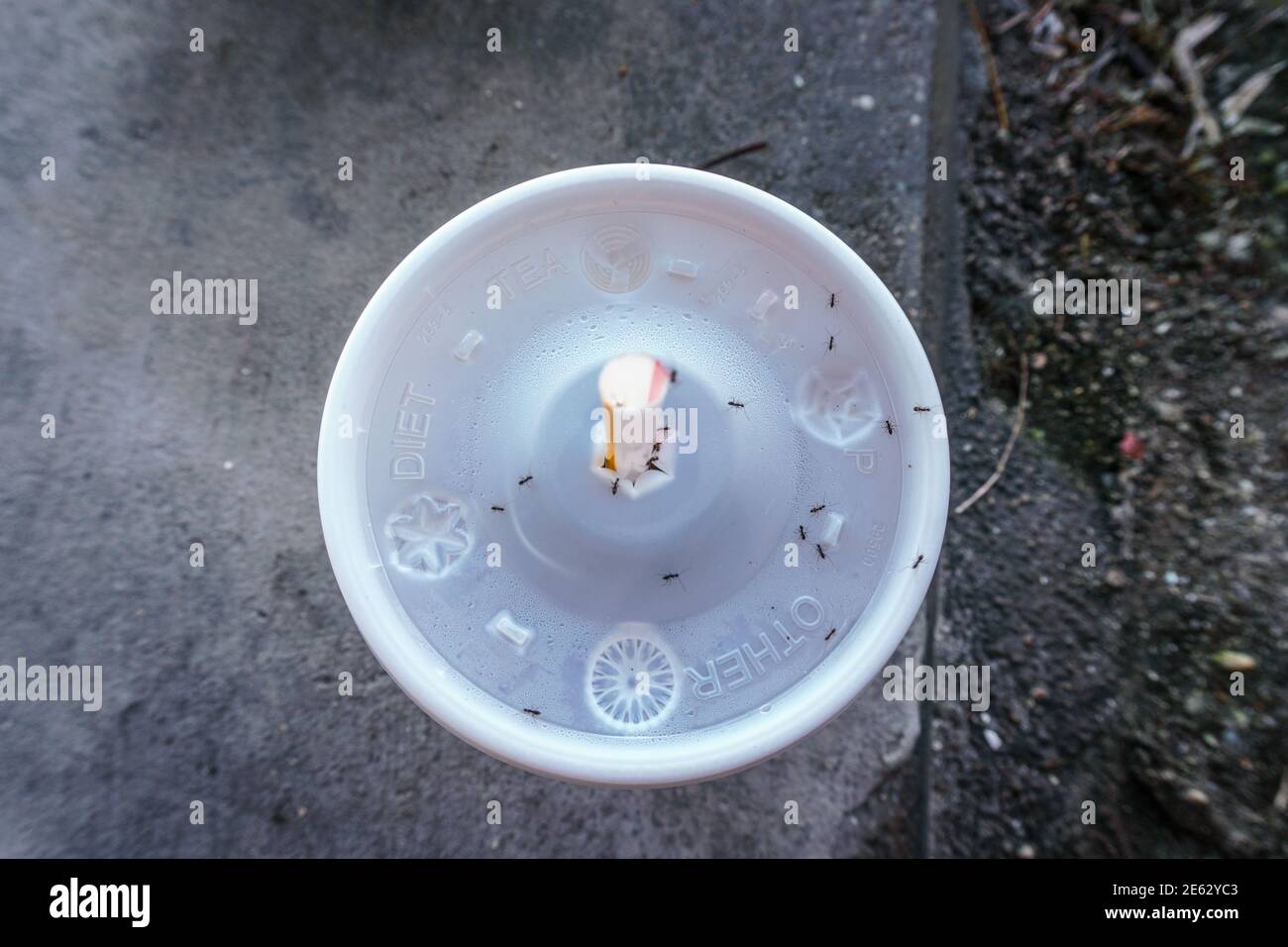 Nehmen Sie die Trinkbecher mit Deckel mit Ameisen bedeckt Stockfoto