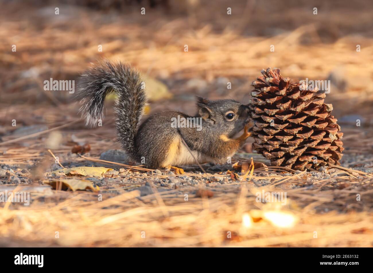 Douglas' Eichhörnchen Tamiasciurus douglasii ernährt sich von einem Kieferkegel, Eastern Sierra Nevada Mountains, Kalifornien, USA. Stockfoto
