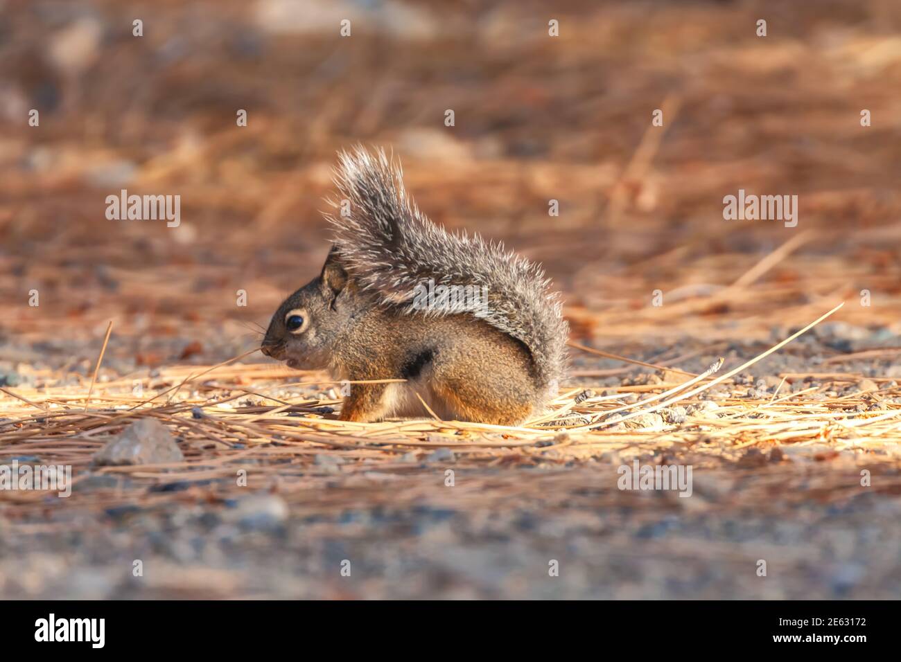 Douglas' Squirrel Tamiasciurus douglasii Futter, Eastern Sierra Nevada Mountains, Kalifornien, USA. Stockfoto
