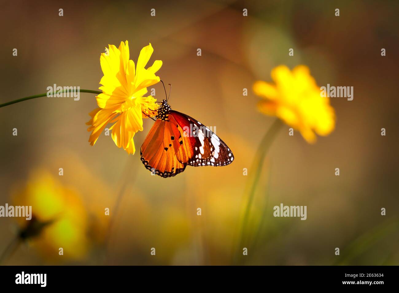 Orange Schmetterling Orientalisch gestreiften Tiger auf gelben Cosmos Blume mit Unscharfer gelb-brauner Bokeh-Hintergrund Stockfoto