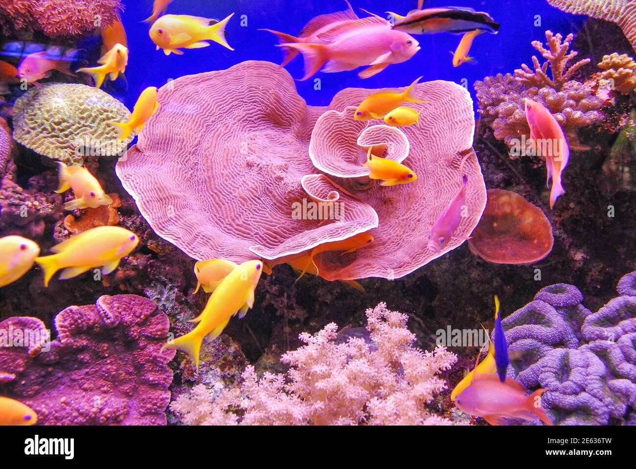 Turbinaria mesenterina Koralle, Coral World Underwater Observatory und Aquarium, Eilat, South District, Israel Stockfoto