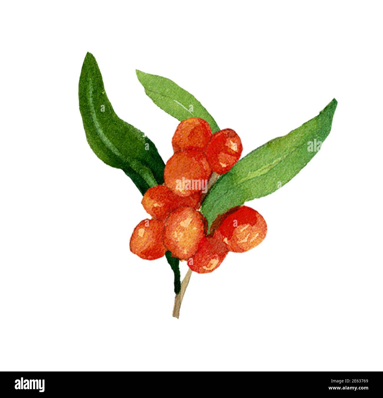 Aquarell Sanddornzweig mit Blättern und Beeren isoliert auf weißem Hintergrund. Orange Beere Zusammensetzung bereit zu verwenden. Design für Abdeckungen, Etiketten, Stockfoto