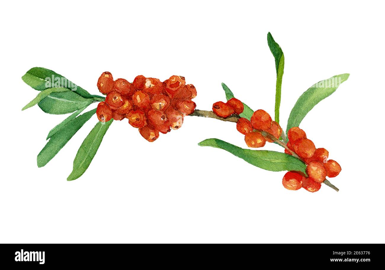 Aquarell Sanddornzweig mit Blättern und Beeren isoliert auf weißem Hintergrund. Orange Beere Zusammensetzung bereit zu verwenden. Design für Abdeckungen, Etiketten, Stockfoto