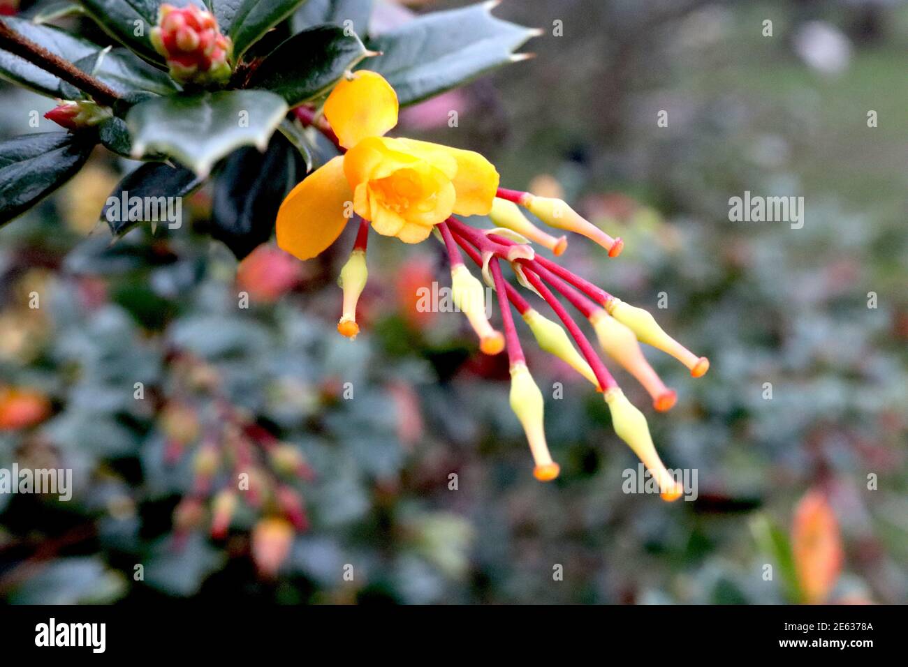 Berberis darwinii ‘Nana’ Darwins Berberitze – Trauben von kleinen glockenförmigen Orangenblüten und Zistillen, Januar, England, Großbritannien Stockfoto