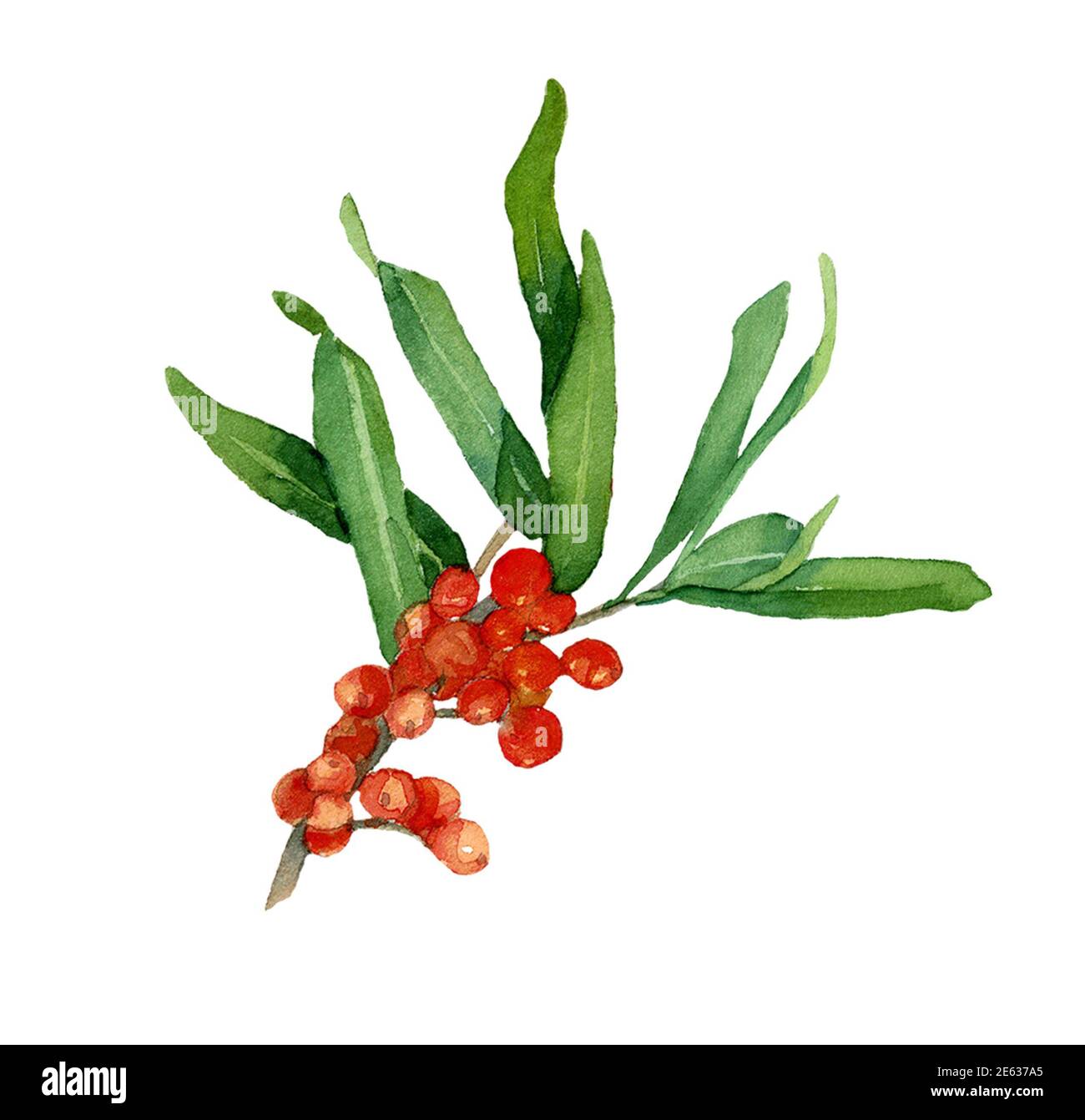 Aquarell Sanddornzweig mit Blättern und Beeren isoliert auf weißem Hintergrund. Orange Beere Zusammensetzung bereit zu verwenden. Design für Abdeckungen, Etiketten, Stockfoto