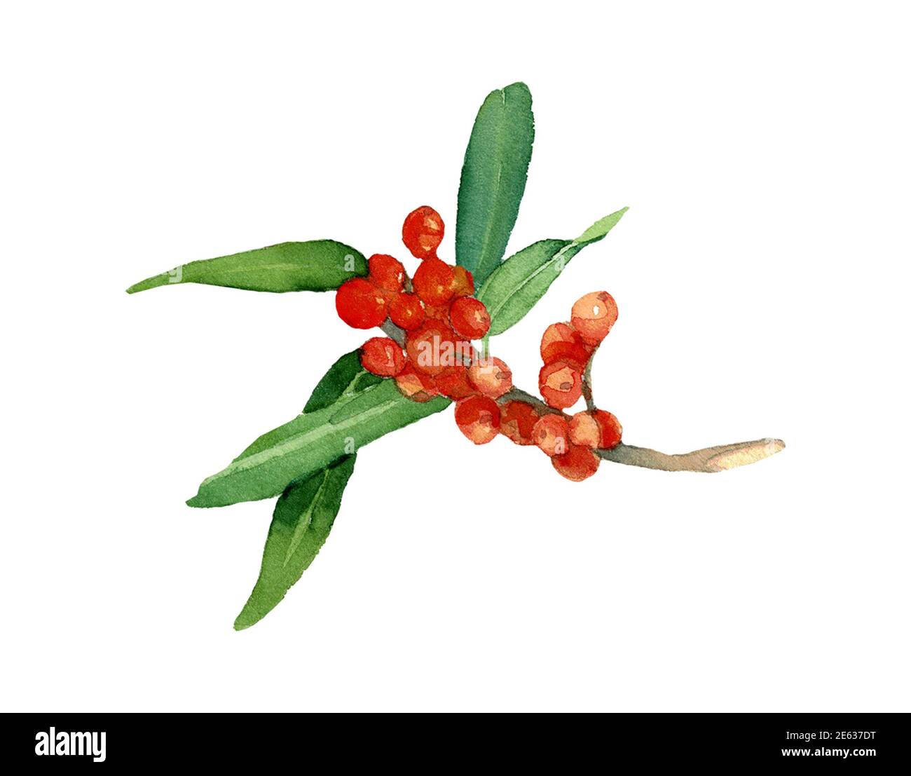 Aquarell Sanddornzweig mit Blättern und Beeren isoliert auf weißem Hintergrund. Orange Beere Zusammensetzung bereit zu verwenden. Design für Abdeckungen, Etiketten, Stockfoto