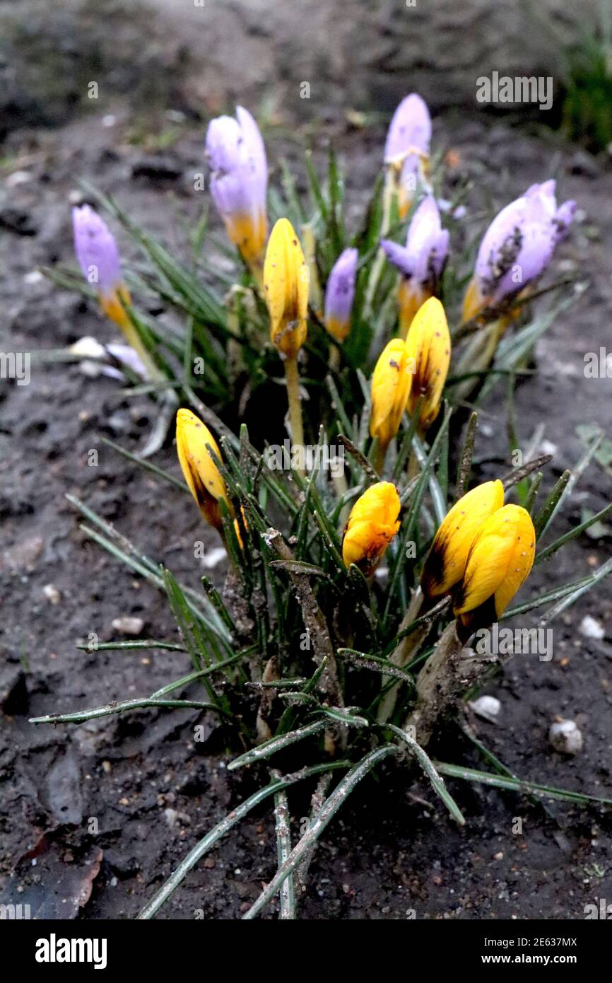 Crocus chrysanthus ‘Golden’ und Crocus Sieberi ‘Firefly’ – aufkeimende gelbe Krokusse und hellviolette/gelbe Krokusse, Januar, England, UK Stockfoto
