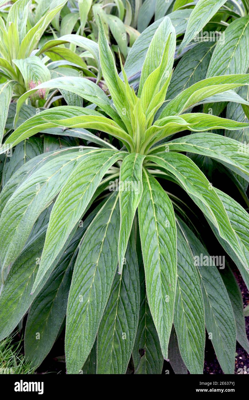 Echium pininana Giant Viper’s bugloss – junge Pflanze mit Krone aus langen, lanzenförmigen Blättern, Januar, England, Großbritannien Stockfoto
