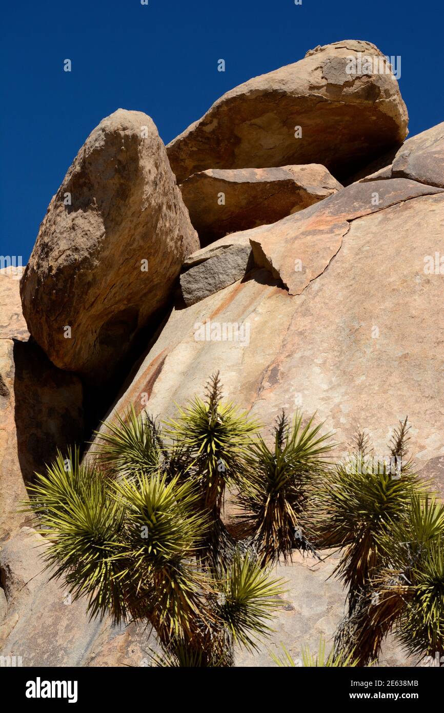 Riesige Granitfelsen und Felsbrocken konkurrieren mit Joshua Trees als landschaftliche Attraktionen im Joshua Tree National Park in Kalifornien. Stockfoto
