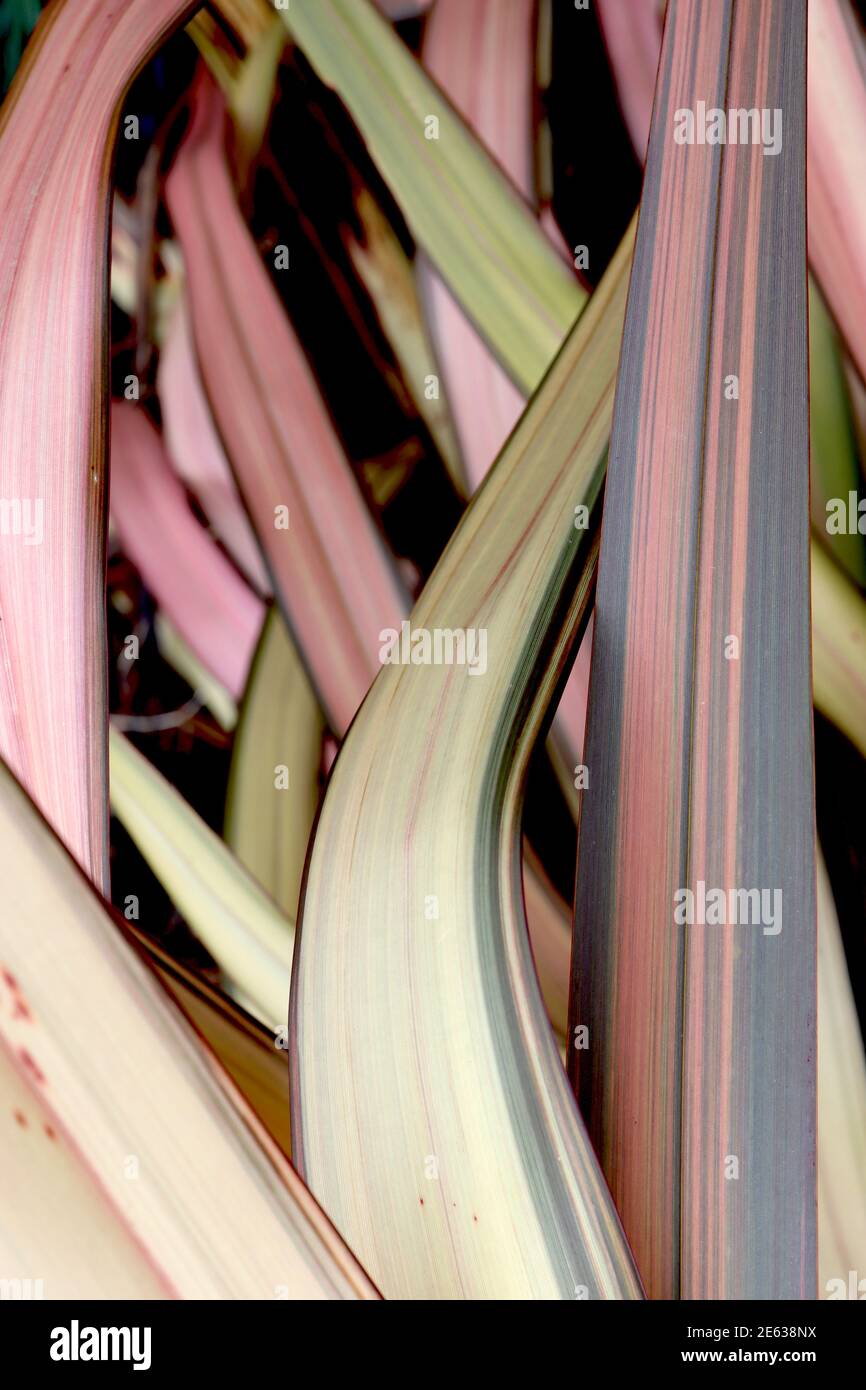 Phormium Tenax ‘Flamingo’ Flachslilie Flamingo - orange, grüne und gelbe Blätter eingefasst in dunkelgrün, Januar, England, Großbritannien Stockfoto