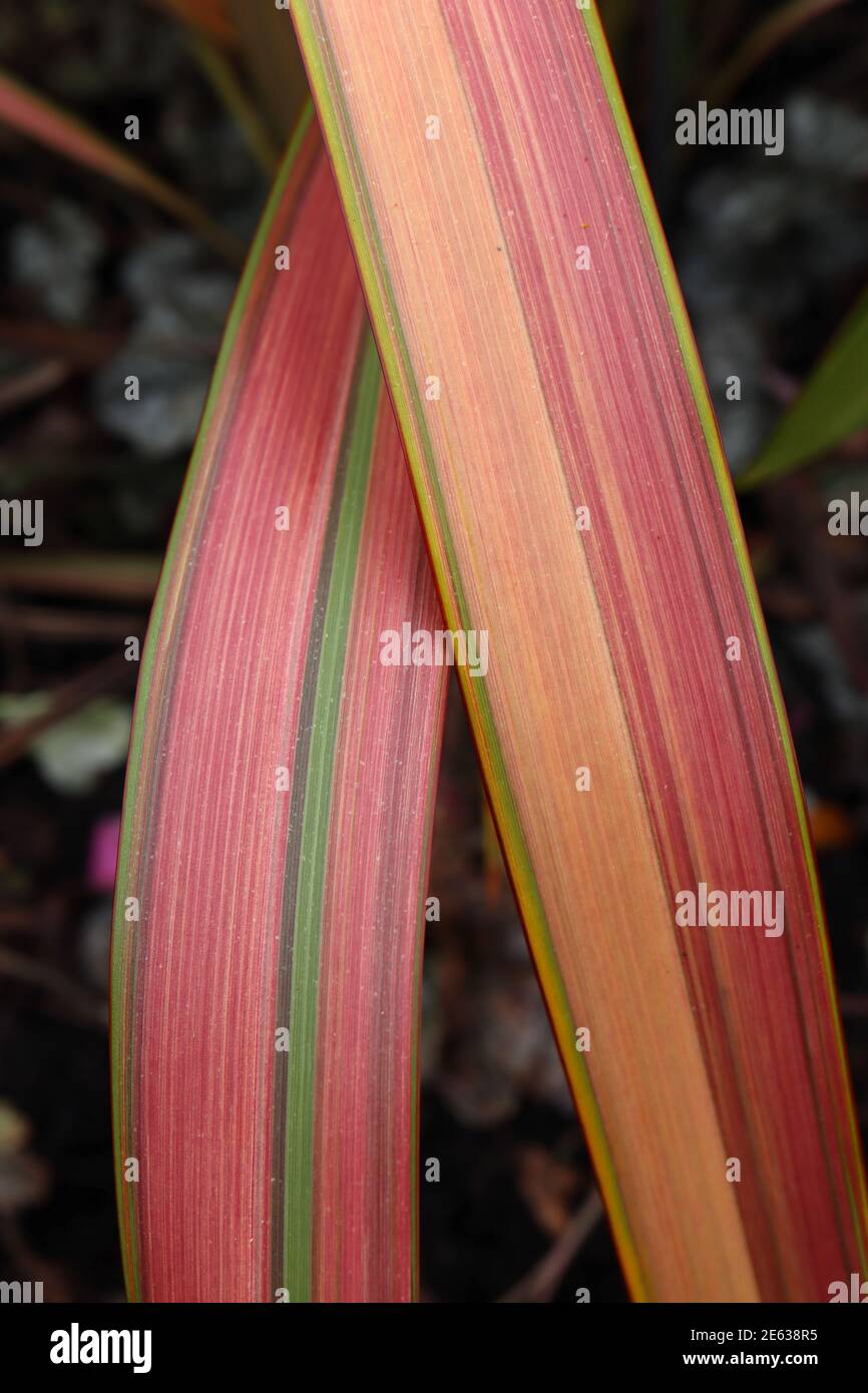 Phormium Tenax ‘Jester’ Flachslilie Jester - rote, rosa und gelbe Blätter eingefasst in lebhaftem Grün, Januar, England, Großbritannien Stockfoto