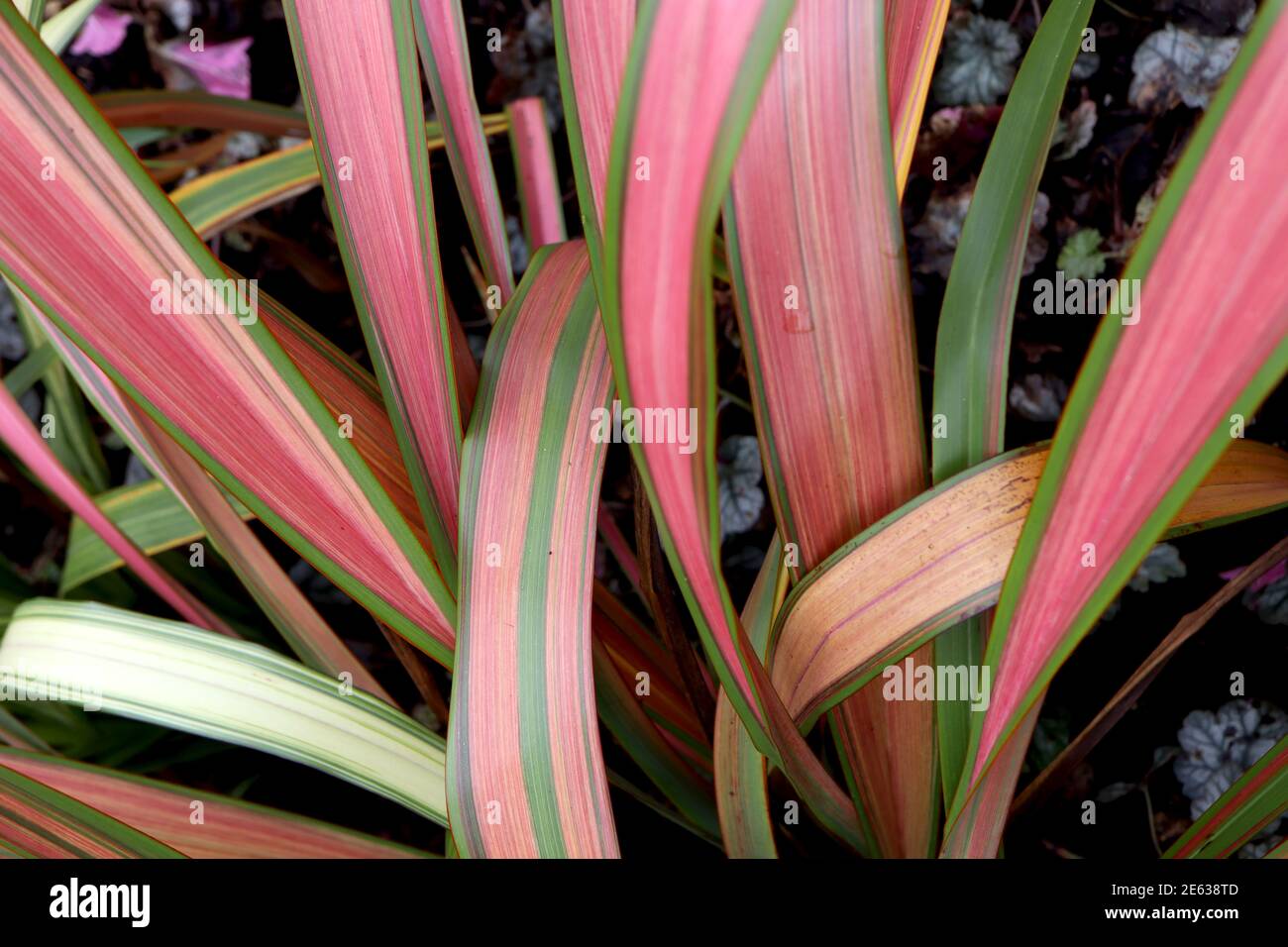 Phormium Tenax ‘Jester’ Flachslilie Jester - rote, rosa und gelbe Blätter eingefasst in lebhaftem Grün, Januar, England, Großbritannien Stockfoto