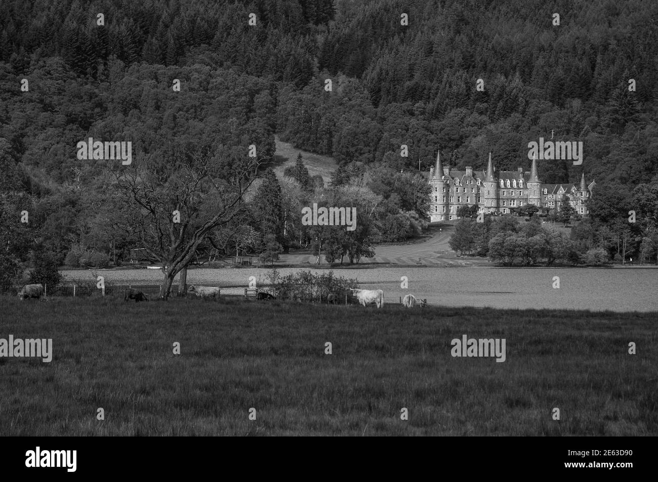 Schwarz-Weiß-Effekt von grasenden Kühen vor Loch Achray, Schottland. Konzept: Reise nach Schottland, typische Landschaften Schottlands Stockfoto