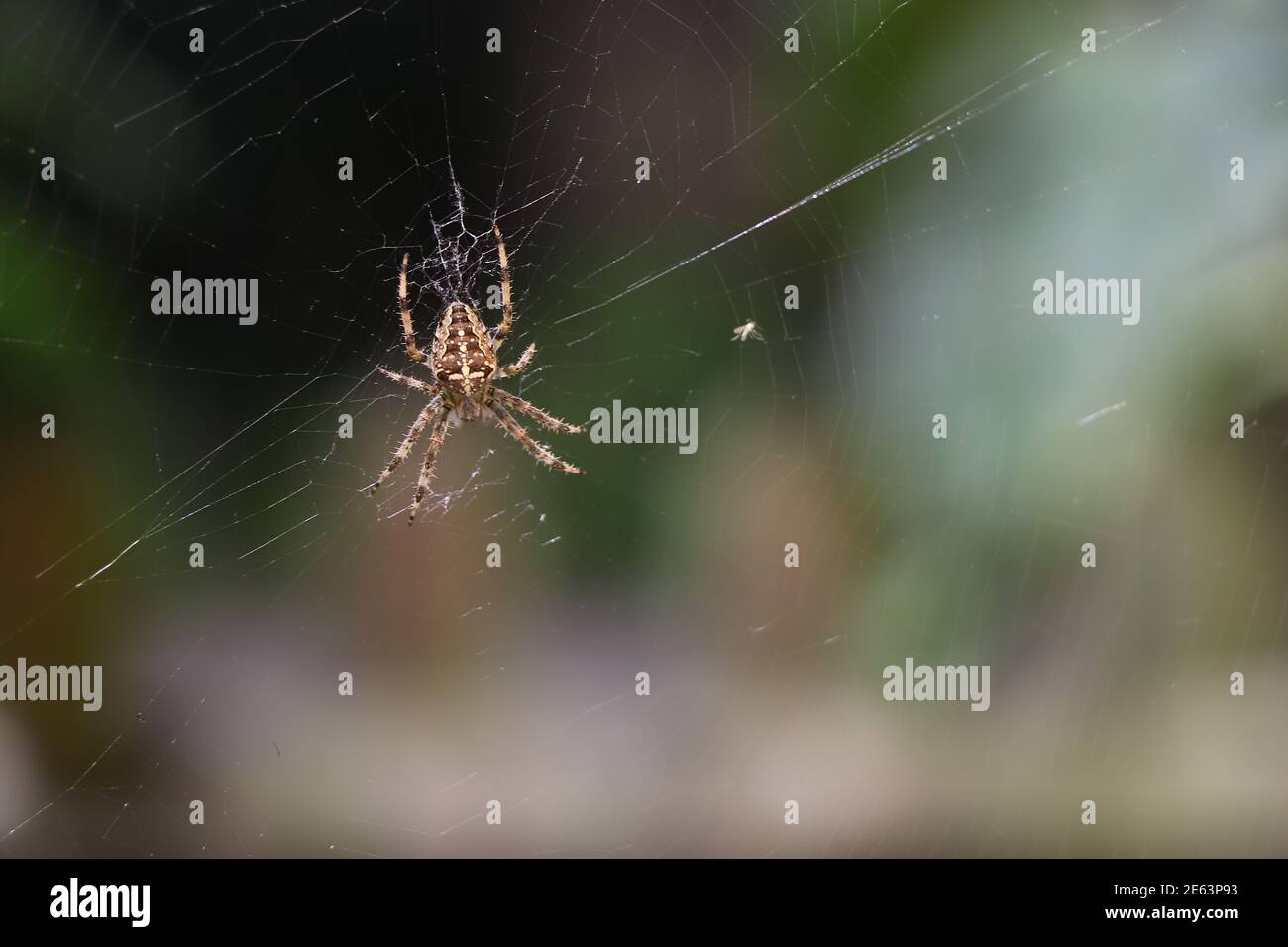 Nahaufnahme einer falschen Witwe, die ein kompliziertes Netz spinnt Stockfoto