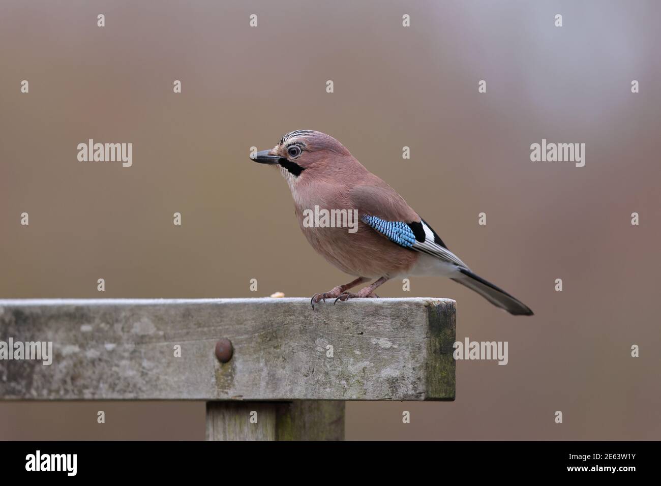 Der Eurasische eichelhäher ist eine Vogelart, die in einer riesigen Region von Westeuropa und Nordwestafrika bis zum indischen Subkontinent vorkommt. Stockfoto