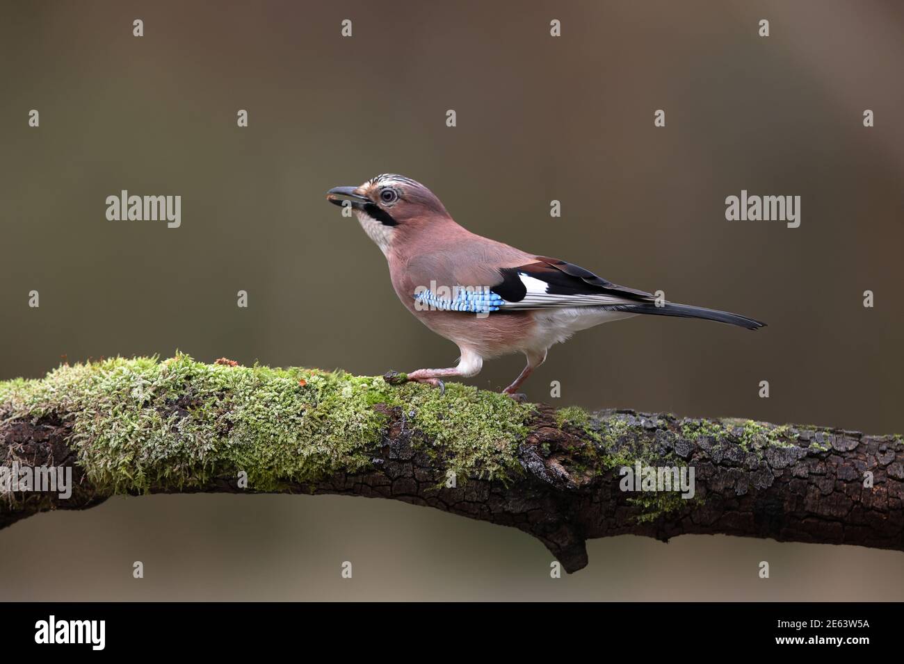 Der Eurasische eichelhäher ist eine Vogelart, die in einer riesigen Region von Westeuropa und Nordwestafrika bis zum indischen Subkontinent vorkommt. Stockfoto