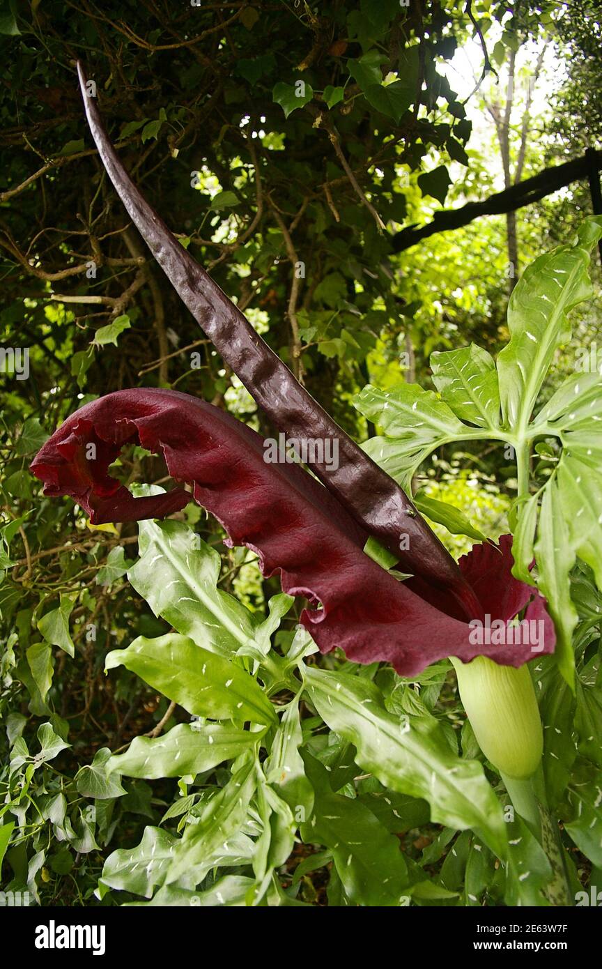 Große riechende Blume Arum serpentaire / Dracunculus vulgaris Stockfoto