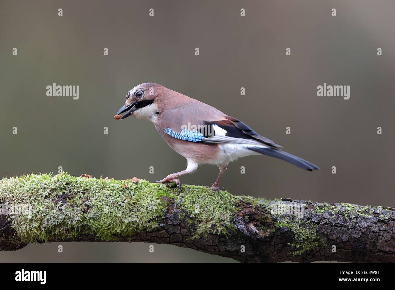 Der Eurasische eichelhäher ist eine Vogelart, die in einer riesigen Region von Westeuropa und Nordwestafrika bis zum indischen Subkontinent vorkommt. Stockfoto