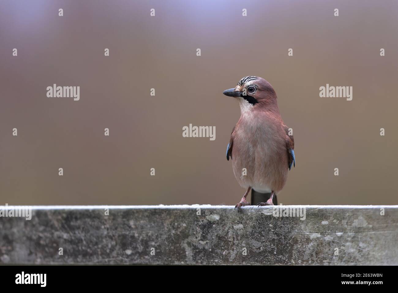 Der Eurasische eichelhäher ist eine Vogelart, die in einer riesigen Region von Westeuropa und Nordwestafrika bis zum indischen Subkontinent vorkommt. Stockfoto