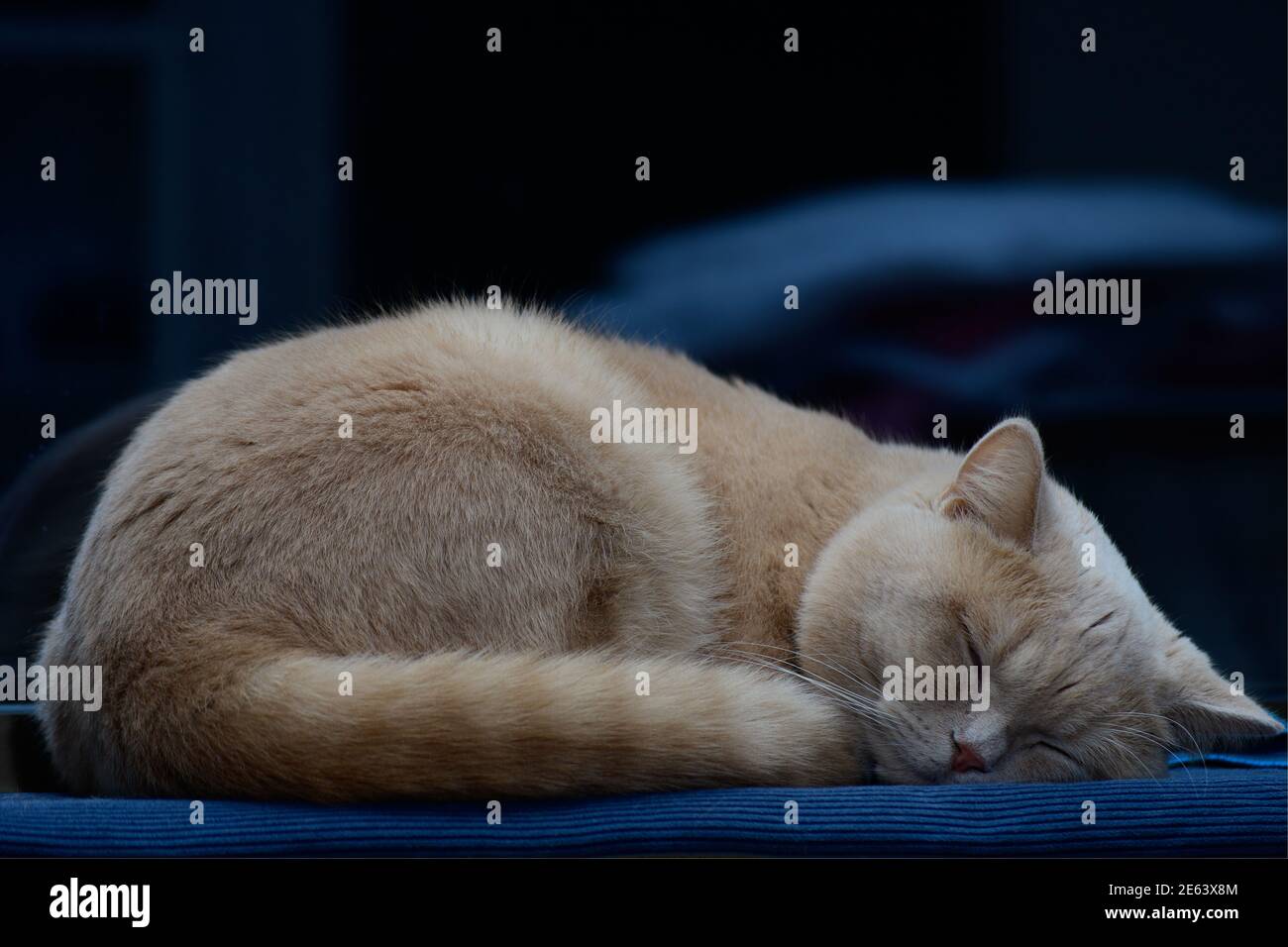 Hauskatze schläft friedlich Stockfoto