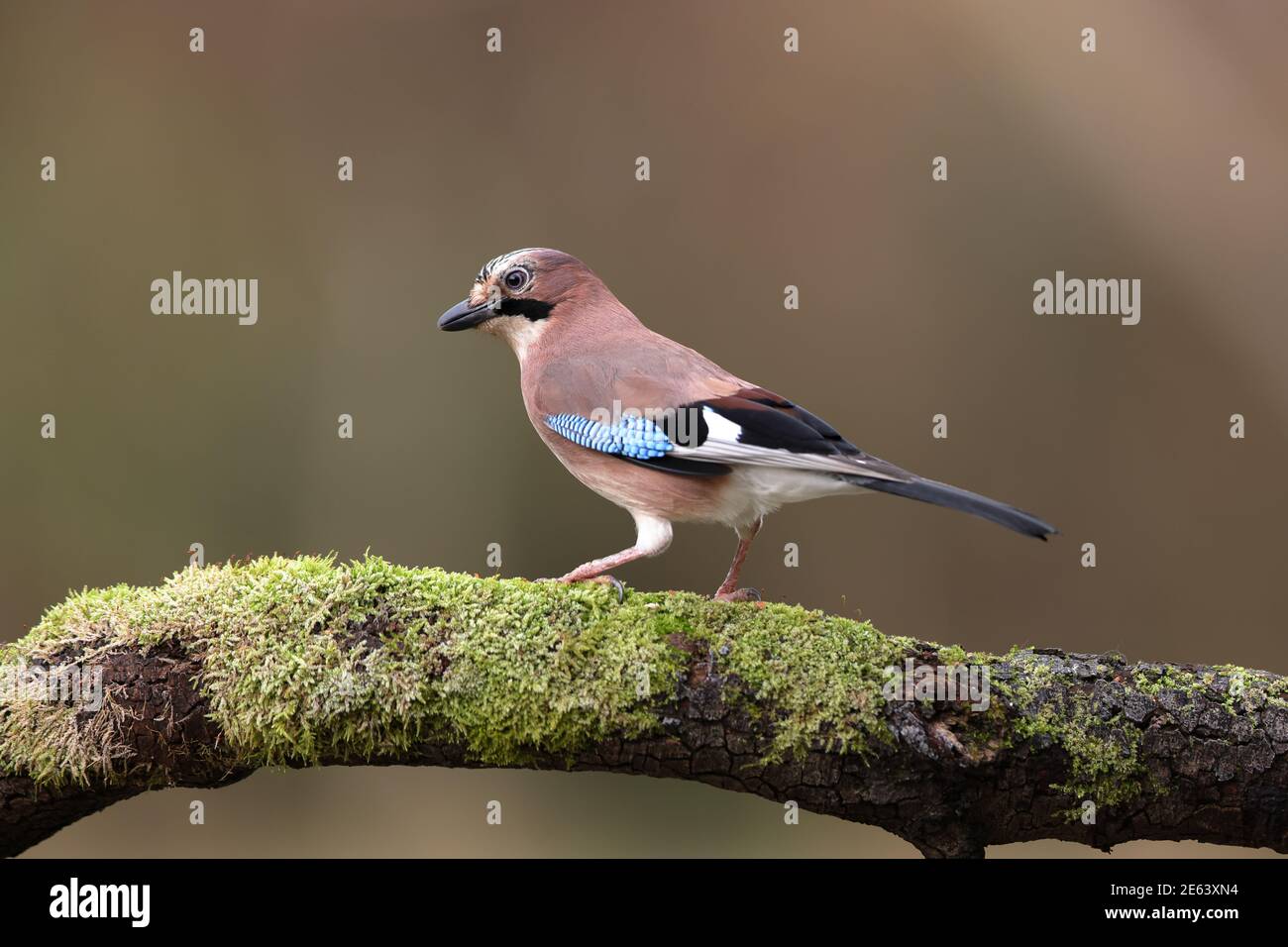 Der Eurasische eichelhäher ist eine Vogelart, die sich über eine weite Region von Westeuropa und Nordwestafrika bis zum indischen Subkontinent erstreckt. Stockfoto