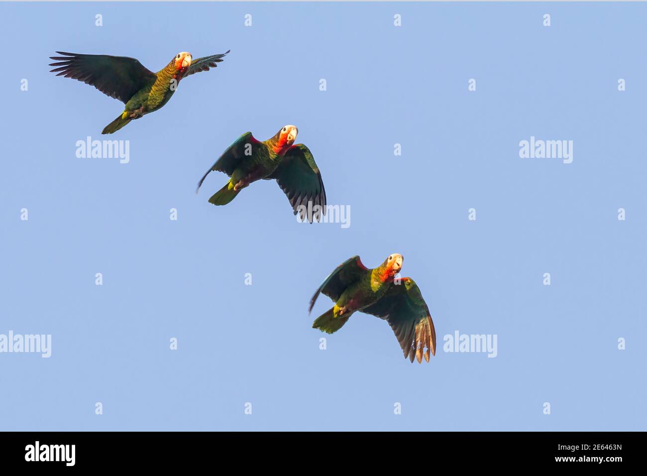 Kubanischer amazonas oder Rotkehlpapagei, Amazona leucocephala, Vogelschar im Flug, Kuba Stockfoto