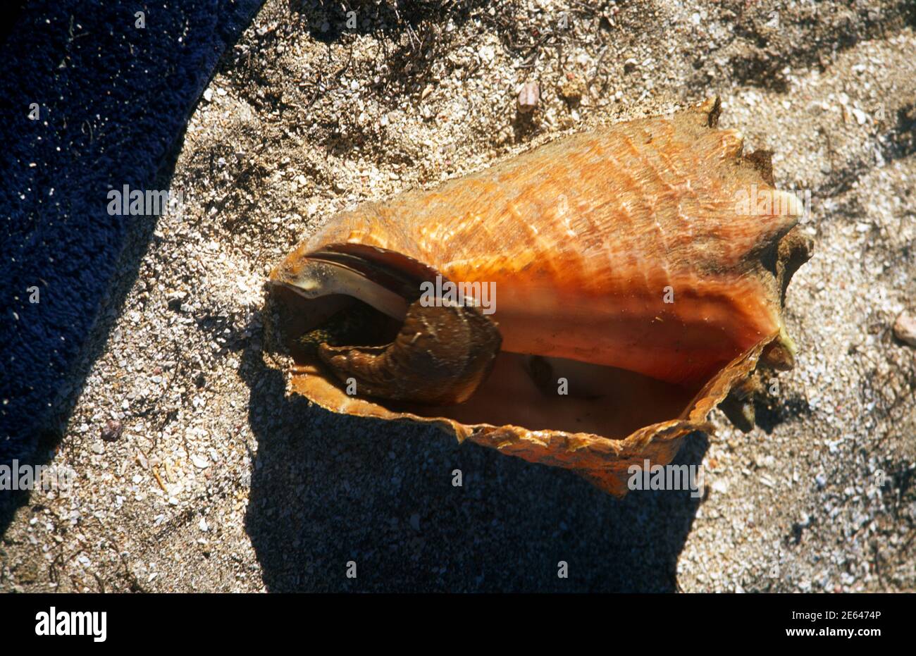 Nevis St. Kitts Nisbit Beach Conch Shell Stockfoto