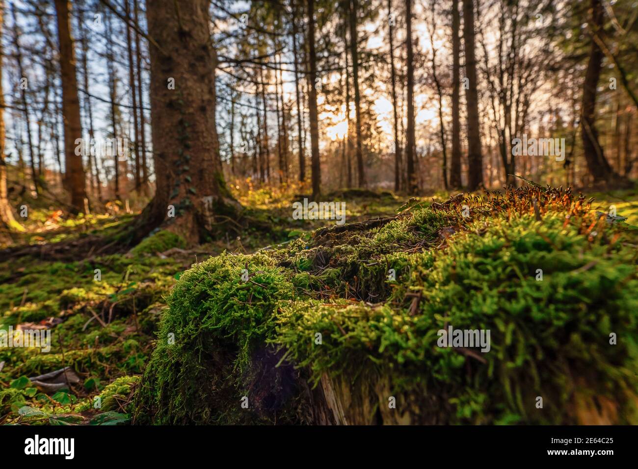Blick durch einen idyllischen Wald aus einer tieferen Perspektive in der Herbstsaison. Stockfoto