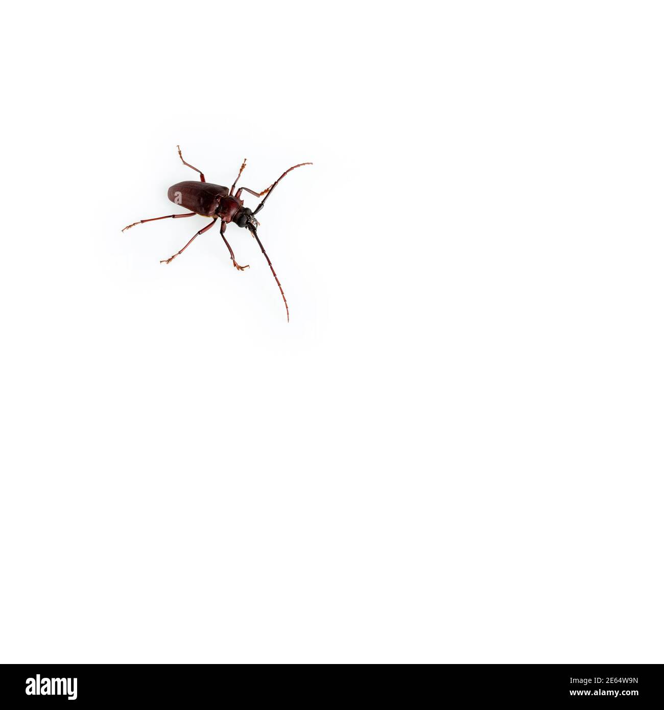 Der Kiefer-sawyer-Käfer isoliert auf weißem Hintergrund mit Kopie Platz Stockfoto