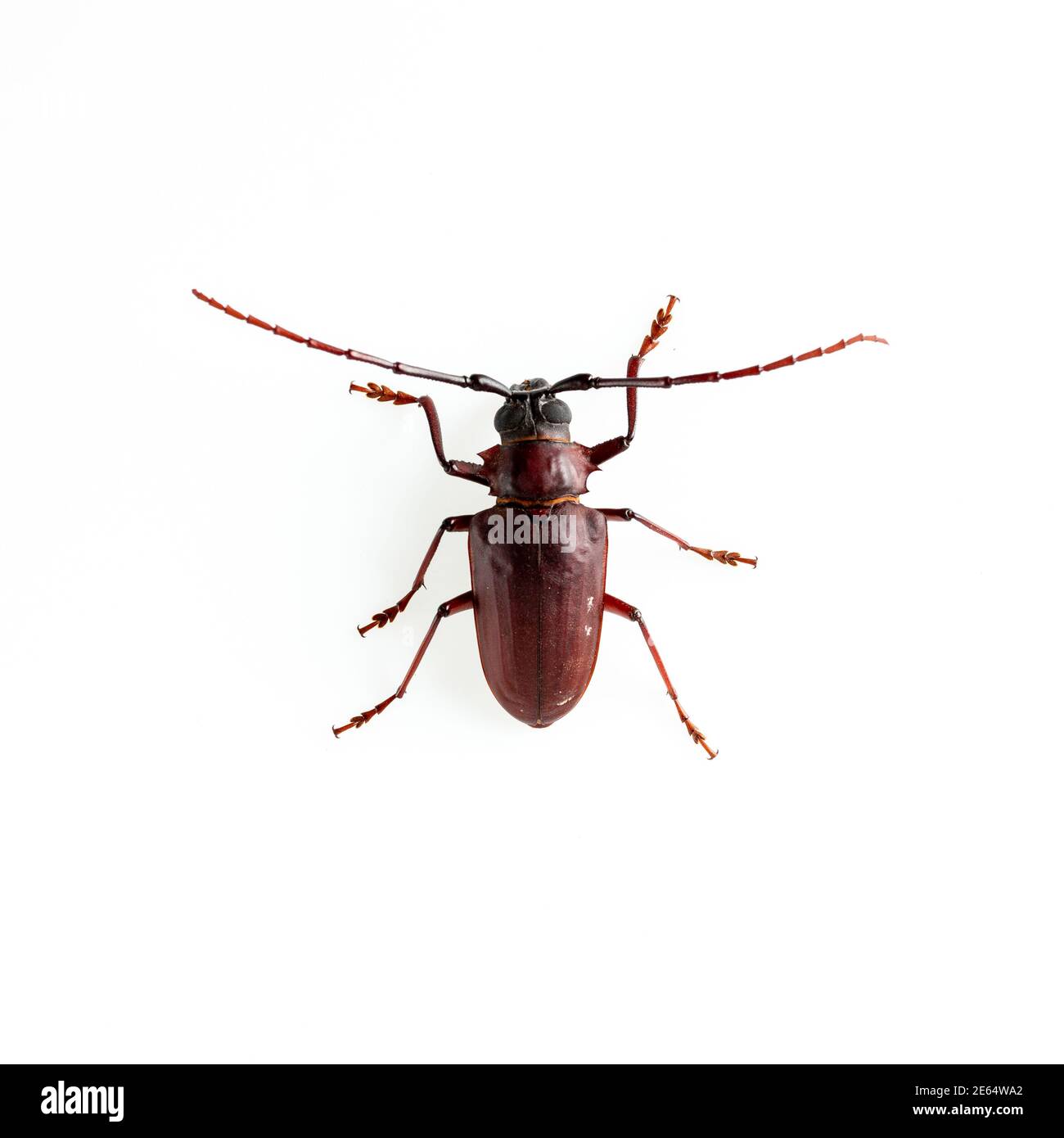 Der Kiefer-sawyer-Käfer isoliert auf weißem Hintergrund mit Kopie Platz Stockfoto