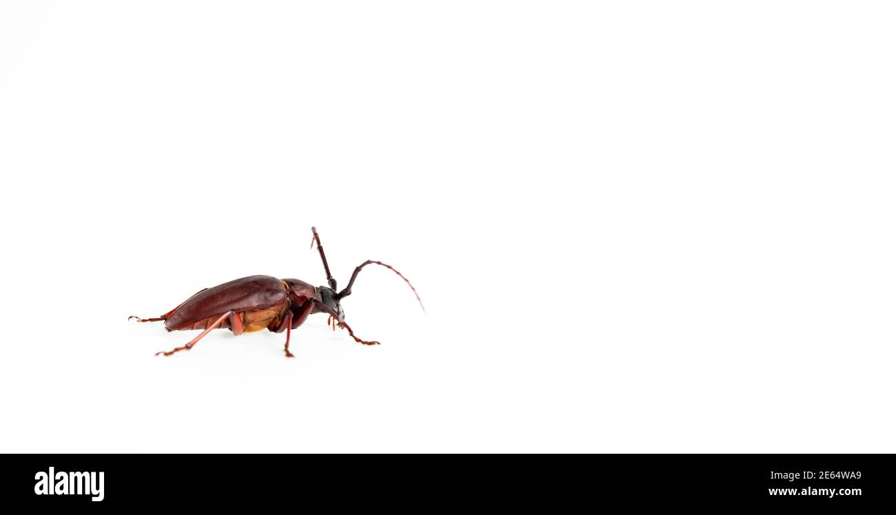 Der Kiefer-sawyer-Käfer isoliert auf weißem Hintergrund mit Kopie Platz Stockfoto