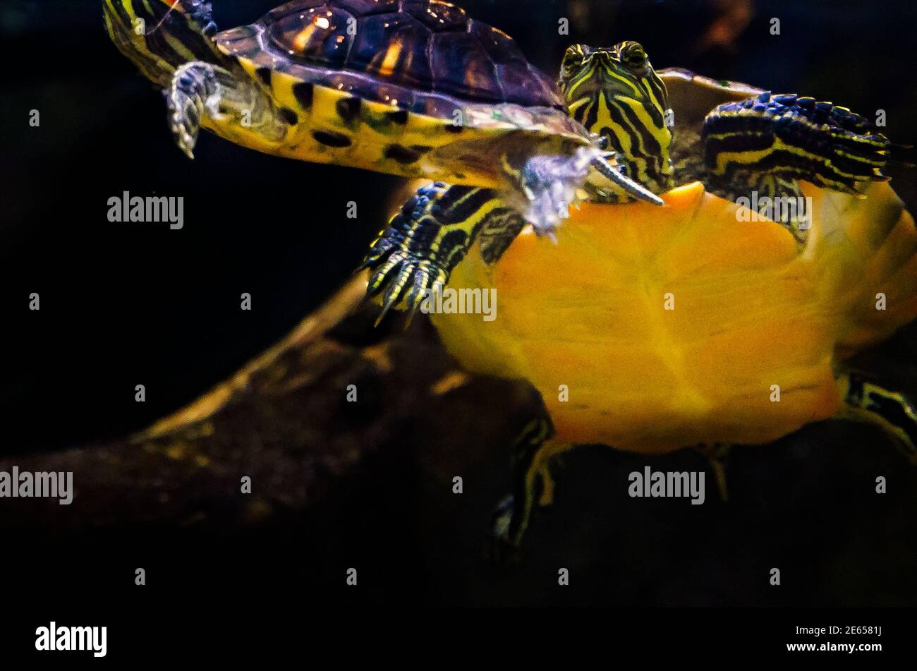 Alabama Rotbauchschildkröten schwimmen in einer Ausstellung, die das Mobile Delta im Dauphin Island Sea Lab und Estuarium in Dauphin Island, Alabama, darstellt. Stockfoto