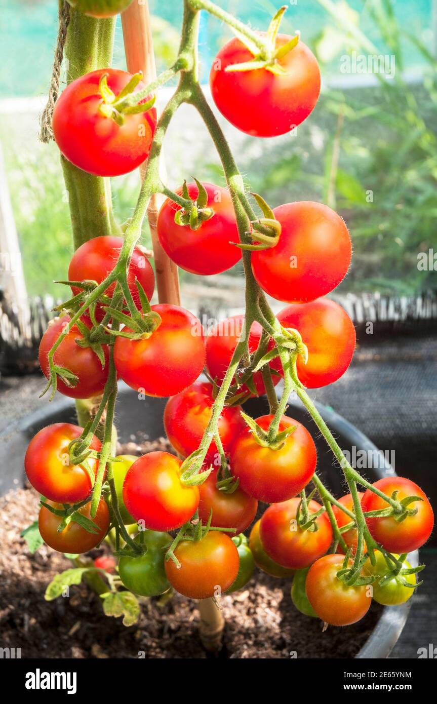 Reife Gärtner erfreuen Tomaten, die drinnen in großem Topf A angebaut WERDEN Sehr beliebt unbestimmte Kirsche Sorte von Tomaten Stockfoto