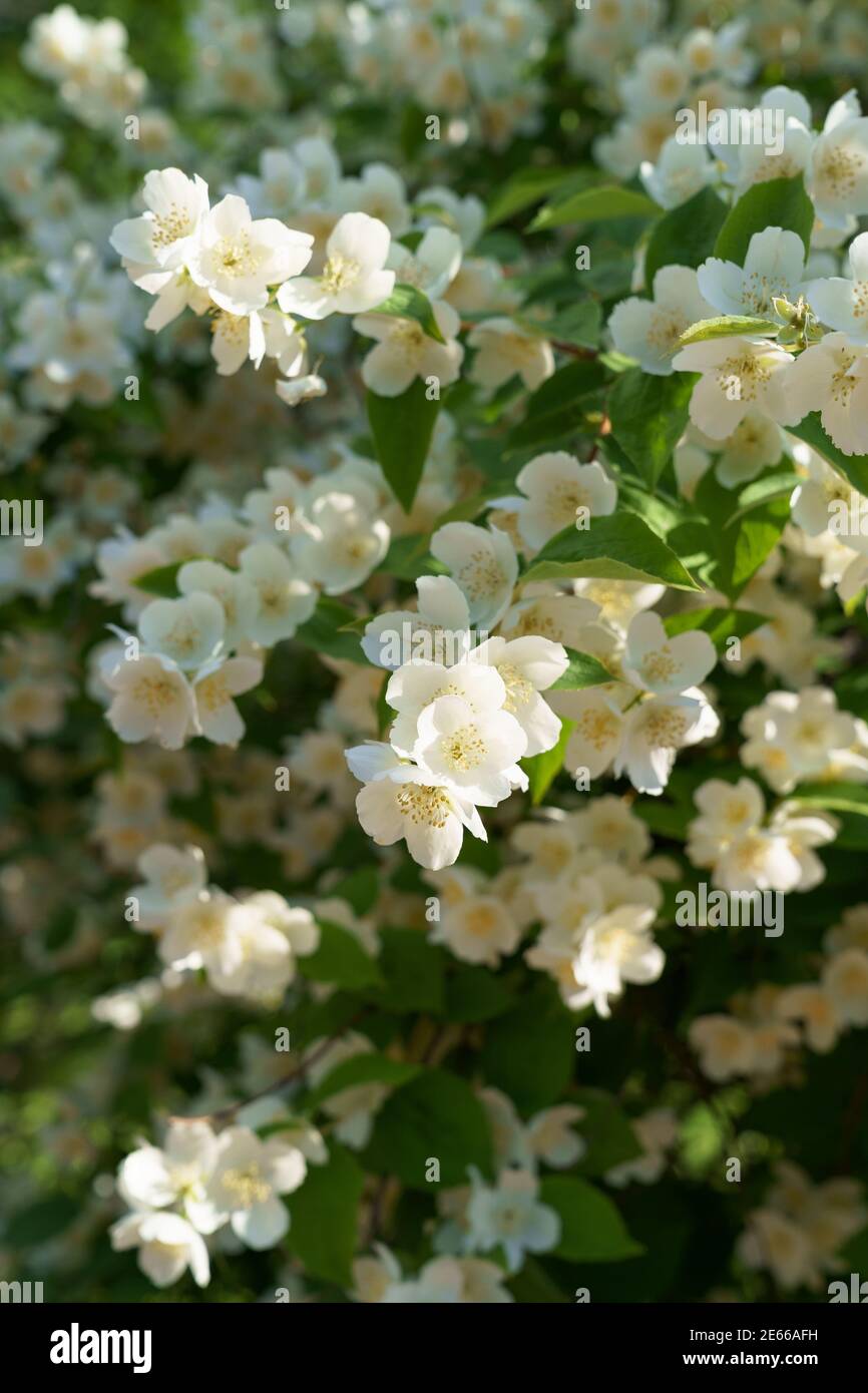 Weiße Jasminblüten mit einem angenehm starken Aroma in Frühling Stockfoto