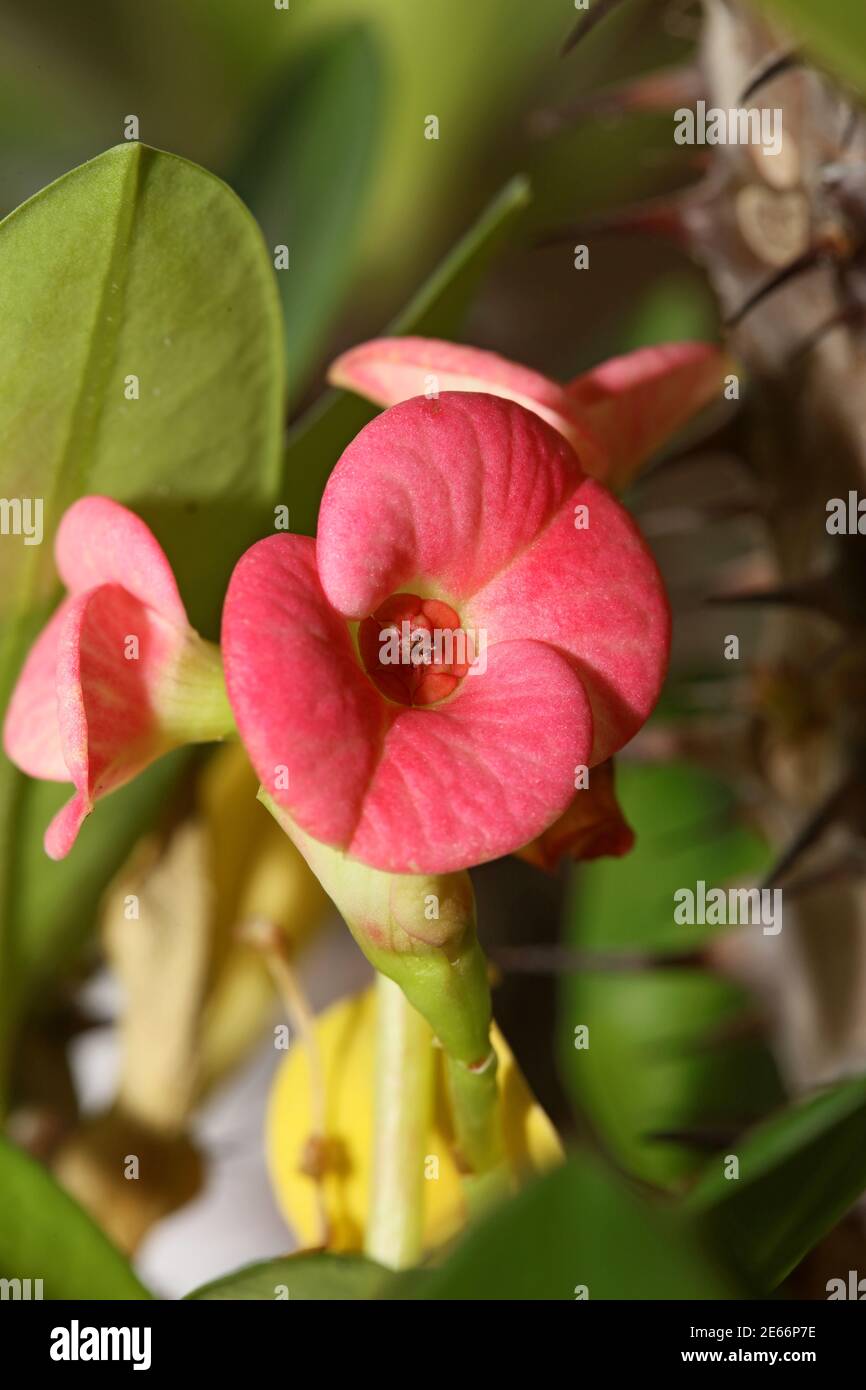Euphorbia milli Blume Nahaufnahme Familie euphorbiaceae moderner Hintergrund hoch Hochwertiger Druck Stockfoto