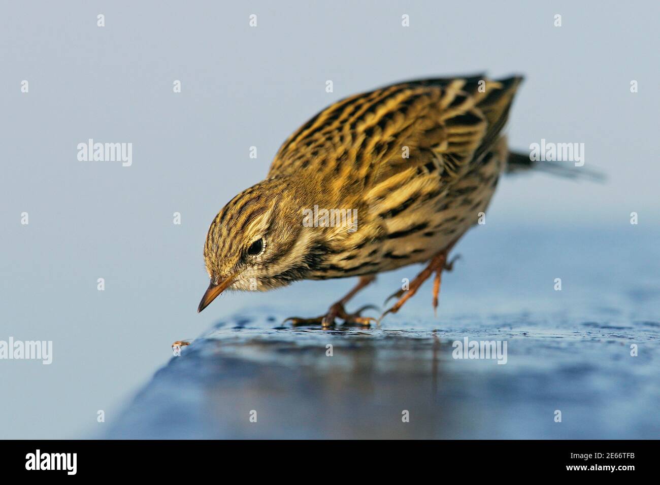 Wiesenpipit (Anthus pratensis) Jagd auf Insekten auf dem Boden, Mecklenburg-Vorpommern, Deutschland Stockfoto