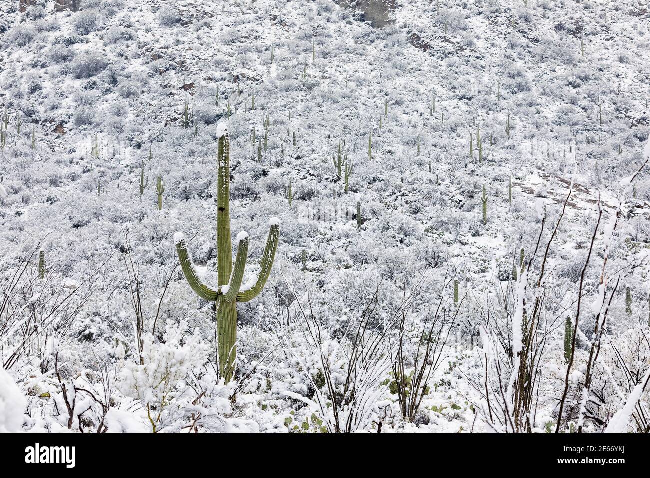 Schnee auf einem Saguaro Kaktus in der Wüste nach einem Wintersturm im Saguaro National Park, Tucson, Arizona Stockfoto
