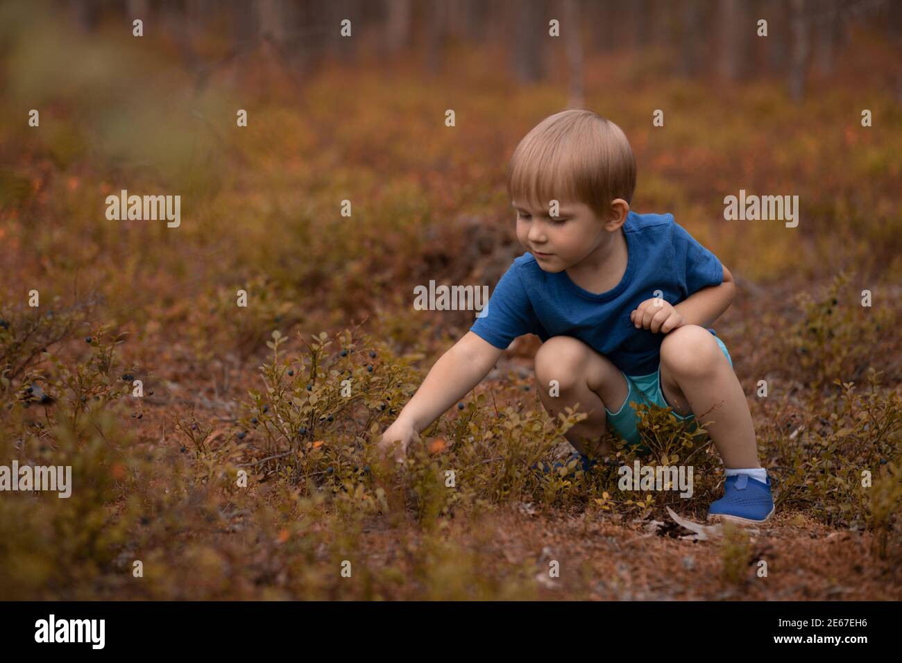 Nahaufnahme Junge Kind pflücken Blaubeeren im Wald. Stockfoto