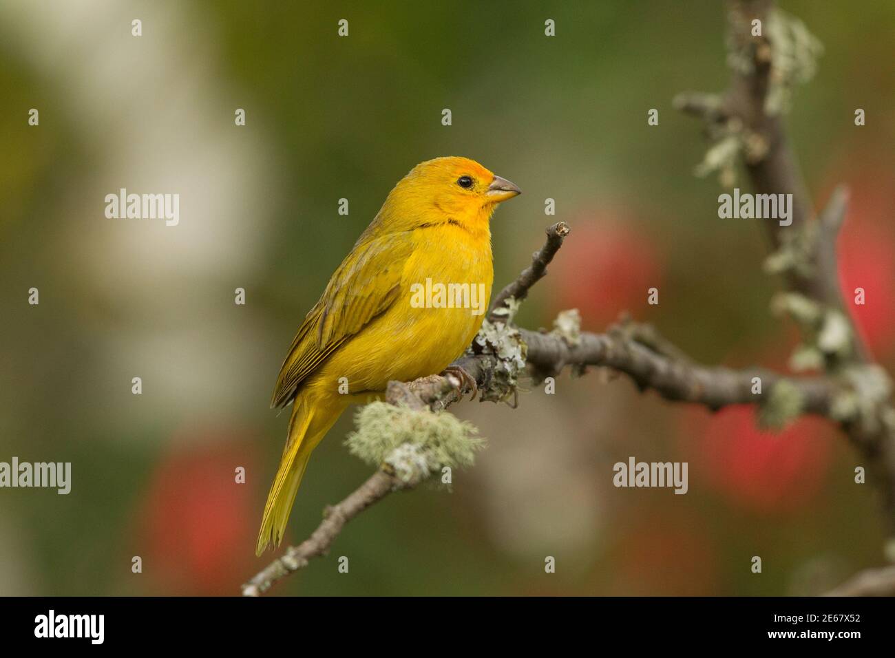 Safranfinch, Sicalis flaveola, in toten Baum thront. Stockfoto