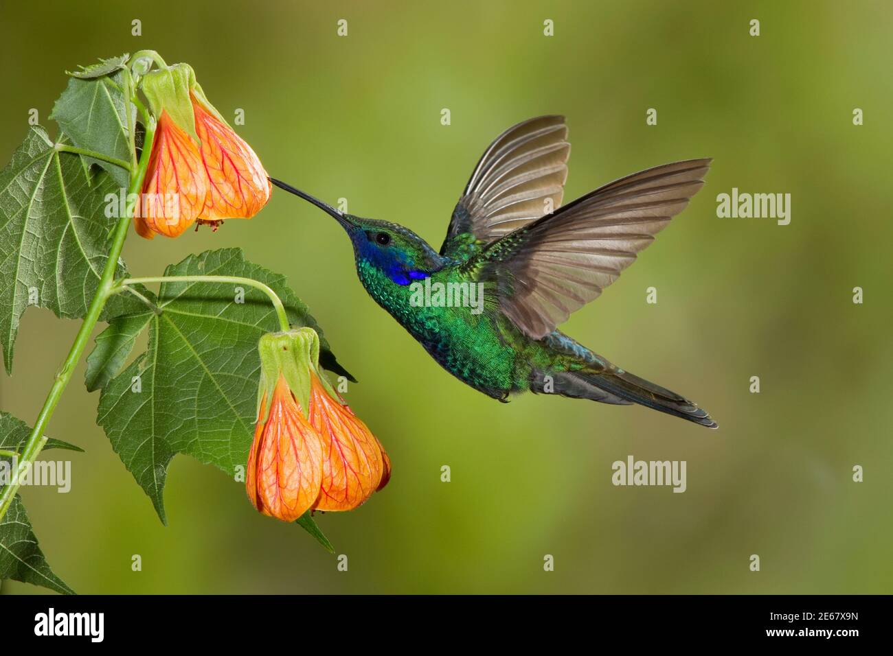 Sprudelige Geilchenohr, Colibri-Koruskane, Fütterung an Hibiskusblüte. Stockfoto