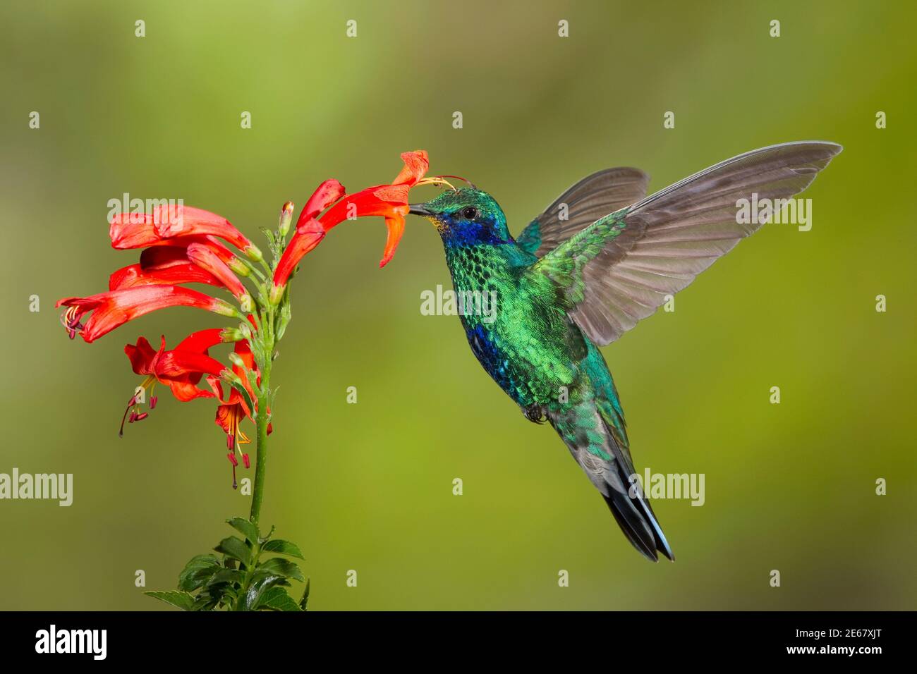 Funkelnde Geilchen, Colibri-Coruscans, Fütterung an der Kaphonigblüte, Tecomaria capensis. Stockfoto