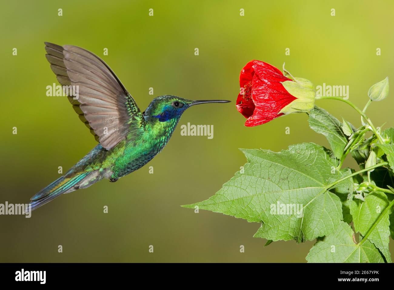 Sprudelige Geilchen, Colibri Coruscans, Fütterung an Hibiskusblüte, Malvaceae. Stockfoto