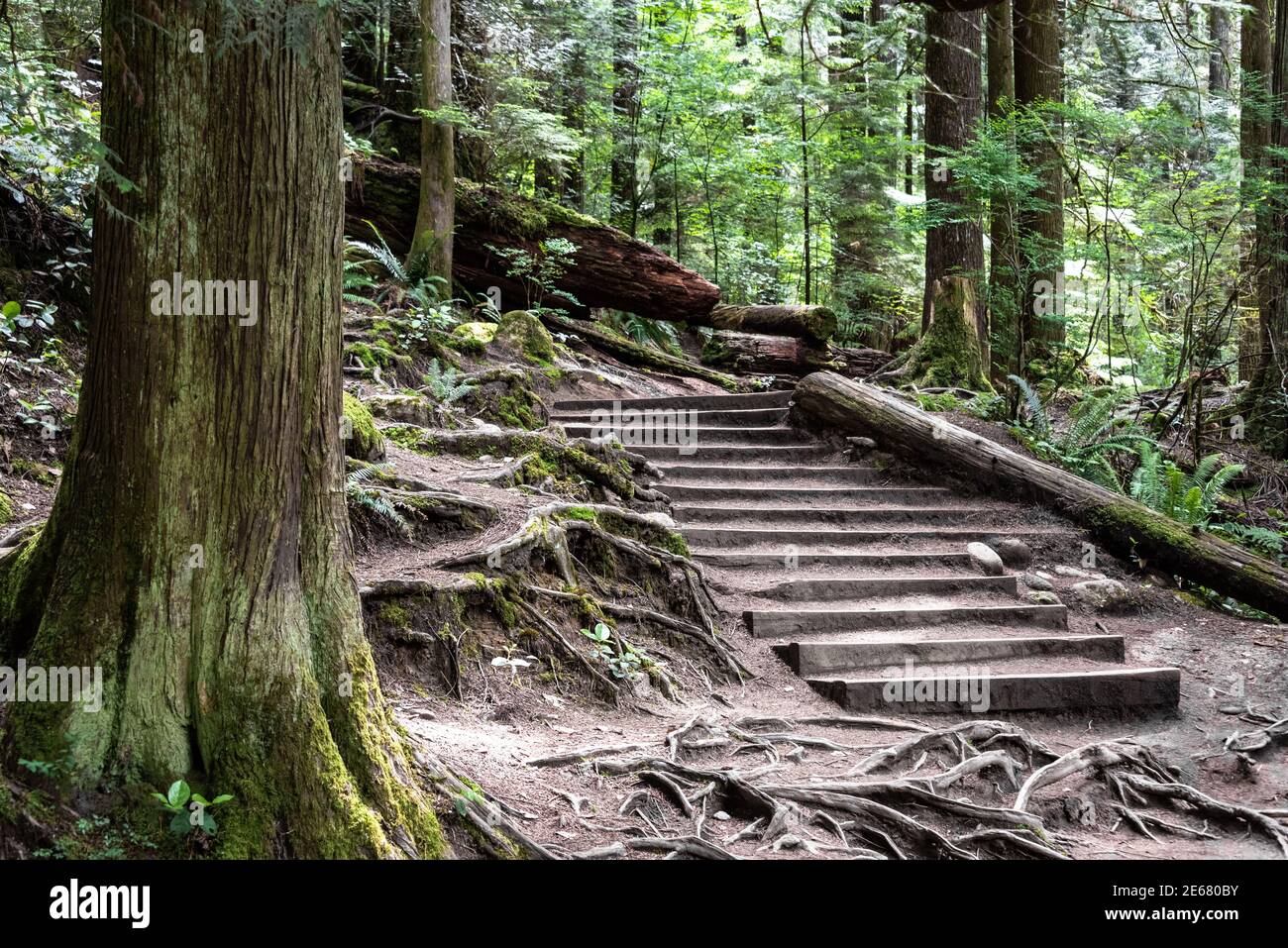 Lynn Canyon Park in North Vancouver, British Columbia in Kanada Stockfoto